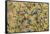 Chile, Patagonia. Calafate berries.-Jaynes Gallery-Framed Stretched Canvas