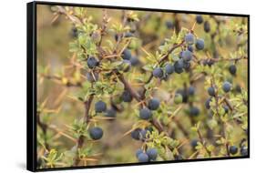 Chile, Patagonia. Calafate berries.-Jaynes Gallery-Framed Stretched Canvas