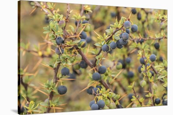 Chile, Patagonia. Calafate berries.-Jaynes Gallery-Stretched Canvas