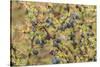 Chile, Patagonia. Calafate berries.-Jaynes Gallery-Stretched Canvas