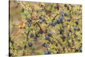 Chile, Patagonia. Calafate berries.-Jaynes Gallery-Stretched Canvas