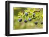 Chile, Patagonia. Calafate berries.-Jaynes Gallery-Framed Photographic Print