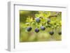 Chile, Patagonia. Calafate berries.-Jaynes Gallery-Framed Photographic Print