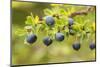 Chile, Patagonia. Calafate berries.-Jaynes Gallery-Mounted Photographic Print