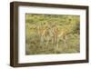 Chile, Patagonia. Group of young guanacos.-Jaynes Gallery-Framed Photographic Print