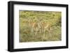 Chile, Patagonia. Group of young guanacos.-Jaynes Gallery-Framed Photographic Print