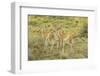 Chile, Patagonia. Group of young guanacos.-Jaynes Gallery-Framed Photographic Print