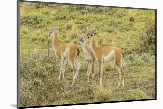 Chile, Patagonia. Group of young guanacos.-Jaynes Gallery-Mounted Photographic Print