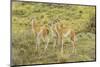 Chile, Patagonia. Group of young guanacos.-Jaynes Gallery-Mounted Photographic Print