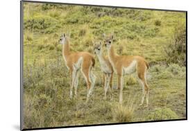 Chile, Patagonia. Group of young guanacos.-Jaynes Gallery-Mounted Photographic Print