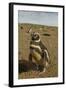 Chile, Patagonia, Isla Magdalena. Close-up of Magellanic Penguins-Cathy & Gordon Illg-Framed Photographic Print