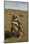 Chile, Patagonia, Isla Magdalena. Close-up of Magellanic Penguins-Cathy & Gordon Illg-Mounted Photographic Print