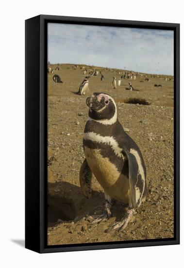 Chile, Patagonia, Isla Magdalena. Close-up of Magellanic Penguins-Cathy & Gordon Illg-Framed Stretched Canvas