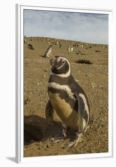 Chile, Patagonia, Isla Magdalena. Close-up of Magellanic Penguins-Cathy & Gordon Illg-Framed Premium Photographic Print