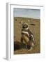 Chile, Patagonia, Isla Magdalena. Close-up of Magellanic Penguins-Cathy & Gordon Illg-Framed Photographic Print