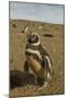 Chile, Patagonia, Isla Magdalena. Close-up of Magellanic Penguins-Cathy & Gordon Illg-Mounted Photographic Print