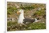 Chile, Patagonia, Isla Magdalena. Kelp Gull Adult on Nest-Cathy & Gordon Illg-Framed Photographic Print