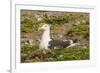 Chile, Patagonia, Isla Magdalena. Kelp Gull Adult on Nest-Cathy & Gordon Illg-Framed Photographic Print