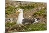 Chile, Patagonia, Isla Magdalena. Kelp Gull Adult on Nest-Cathy & Gordon Illg-Mounted Photographic Print