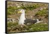 Chile, Patagonia, Isla Magdalena. Kelp Gull Adult on Nest-Cathy & Gordon Illg-Framed Stretched Canvas