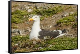 Chile, Patagonia, Isla Magdalena. Kelp Gull Adult on Nest-Cathy & Gordon Illg-Framed Stretched Canvas