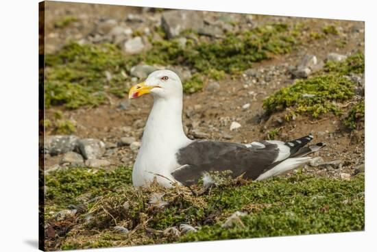 Chile, Patagonia, Isla Magdalena. Kelp Gull Adult on Nest-Cathy & Gordon Illg-Stretched Canvas