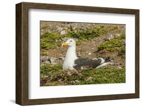 Chile, Patagonia, Isla Magdalena. Kelp Gull Adult on Nest-Cathy & Gordon Illg-Framed Photographic Print