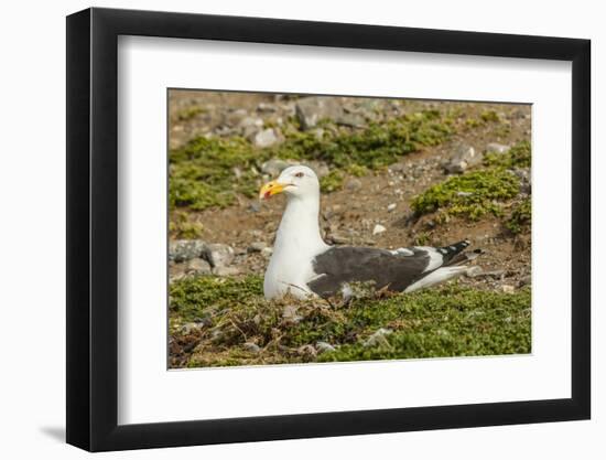 Chile, Patagonia, Isla Magdalena. Kelp Gull Adult on Nest-Cathy & Gordon Illg-Framed Photographic Print