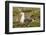 Chile, Patagonia, Isla Magdalena. Kelp Gull Adult on Nest-Cathy & Gordon Illg-Framed Photographic Print