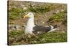 Chile, Patagonia, Isla Magdalena. Kelp Gull Adult on Nest-Cathy & Gordon Illg-Stretched Canvas