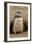 Chile, Patagonia, Isla Magdalena. Magellanic Penguin Chick at Burrow-Cathy & Gordon Illg-Framed Photographic Print