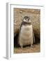 Chile, Patagonia, Isla Magdalena. Magellanic Penguin Chick at Burrow-Cathy & Gordon Illg-Framed Photographic Print