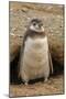 Chile, Patagonia, Isla Magdalena. Magellanic Penguin Chick at Burrow-Cathy & Gordon Illg-Mounted Photographic Print