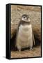 Chile, Patagonia, Isla Magdalena. Magellanic Penguin Chick at Burrow-Cathy & Gordon Illg-Framed Stretched Canvas