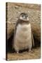 Chile, Patagonia, Isla Magdalena. Magellanic Penguin Chick at Burrow-Cathy & Gordon Illg-Stretched Canvas