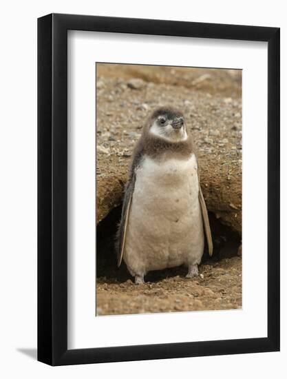 Chile, Patagonia, Isla Magdalena. Magellanic Penguin Chick at Burrow-Cathy & Gordon Illg-Framed Photographic Print