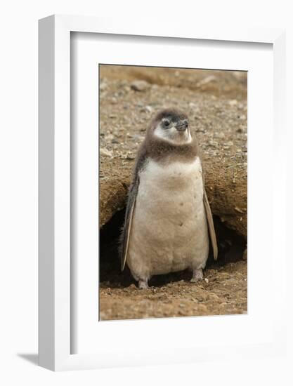 Chile, Patagonia, Isla Magdalena. Magellanic Penguin Chick at Burrow-Cathy & Gordon Illg-Framed Photographic Print