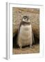 Chile, Patagonia, Isla Magdalena. Magellanic Penguin Chick at Burrow-Cathy & Gordon Illg-Framed Photographic Print