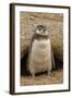 Chile, Patagonia, Isla Magdalena. Magellanic Penguin Chick at Burrow-Cathy & Gordon Illg-Framed Photographic Print