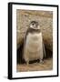 Chile, Patagonia, Isla Magdalena. Magellanic Penguin Chick at Burrow-Cathy & Gordon Illg-Framed Photographic Print