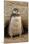 Chile, Patagonia, Isla Magdalena. Magellanic Penguin Chick at Burrow-Cathy & Gordon Illg-Mounted Photographic Print