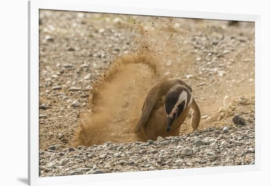 Chile, Patagonia, Isla Magdalena. Magellanic Penguin Digging Burrow-Cathy & Gordon Illg-Framed Photographic Print