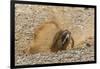 Chile, Patagonia, Isla Magdalena. Magellanic Penguin Digging Burrow-Cathy & Gordon Illg-Framed Photographic Print