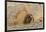 Chile, Patagonia, Isla Magdalena. Magellanic Penguin Digging Burrow-Cathy & Gordon Illg-Framed Photographic Print