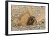 Chile, Patagonia, Isla Magdalena. Magellanic Penguin Digging Burrow-Cathy & Gordon Illg-Framed Photographic Print