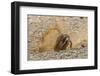 Chile, Patagonia, Isla Magdalena. Magellanic Penguin Digging Burrow-Cathy & Gordon Illg-Framed Photographic Print