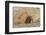 Chile, Patagonia, Isla Magdalena. Magellanic Penguin Digging Burrow-Cathy & Gordon Illg-Framed Photographic Print