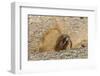 Chile, Patagonia, Isla Magdalena. Magellanic Penguin Digging Burrow-Cathy & Gordon Illg-Framed Photographic Print