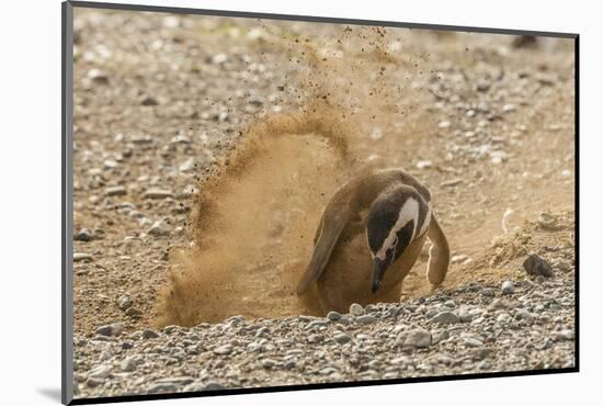 Chile, Patagonia, Isla Magdalena. Magellanic Penguin Digging Burrow-Cathy & Gordon Illg-Mounted Photographic Print