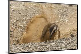 Chile, Patagonia, Isla Magdalena. Magellanic Penguin Digging Burrow-Cathy & Gordon Illg-Mounted Photographic Print